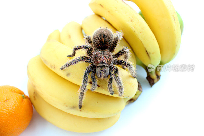 热带狼蛛在香蕉/水果上爬行的图像